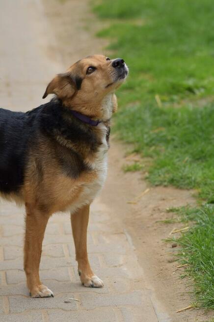 Okoń - odnajdzie się w kojcu na ogrodzie