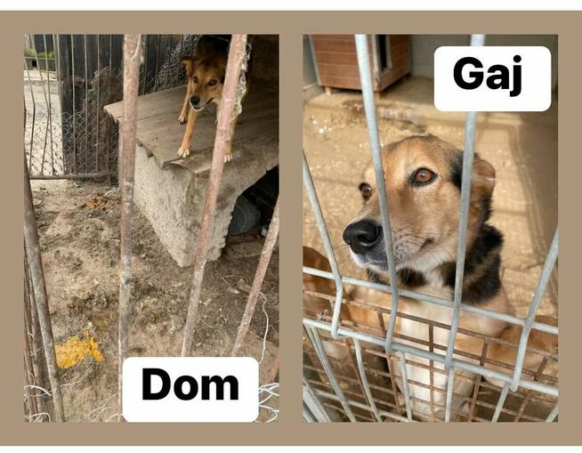 Okoń - odnajdzie się w kojcu na ogrodzie