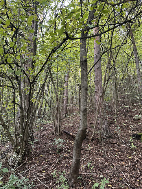 Dom Naszacowice gm. Podegrodzie