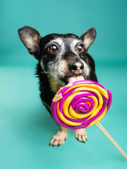 Merlinka - malutka tetryczka długa jak Jamnik