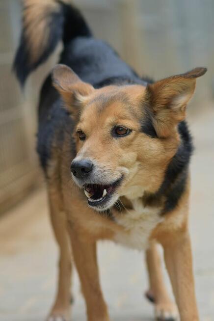 Okoń - odnajdzie się w kojcu na ogrodzie