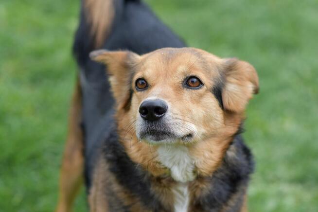 Okoń - odnajdzie się w kojcu na ogrodzie