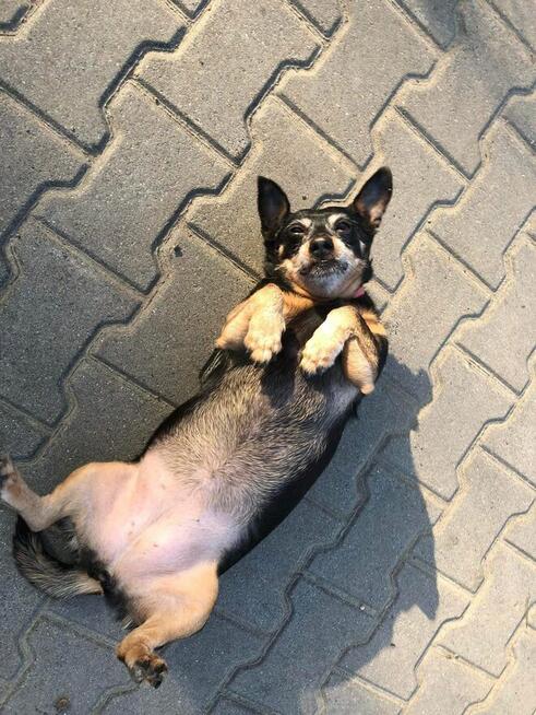 Merlinka - malutka tetryczka długa jak Jamnik