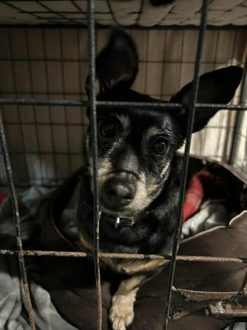 Merlinka - malutka tetryczka długa jak Jamnik