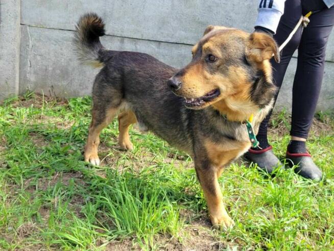 Spokojny, grzeczny ARCZI szuka domu !! Do adopcji !!