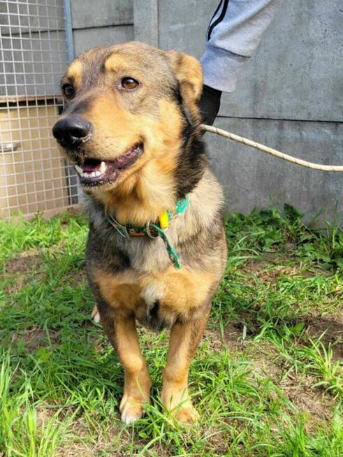 Spokojny, grzeczny ARCZI szuka domu !! Do adopcji !!