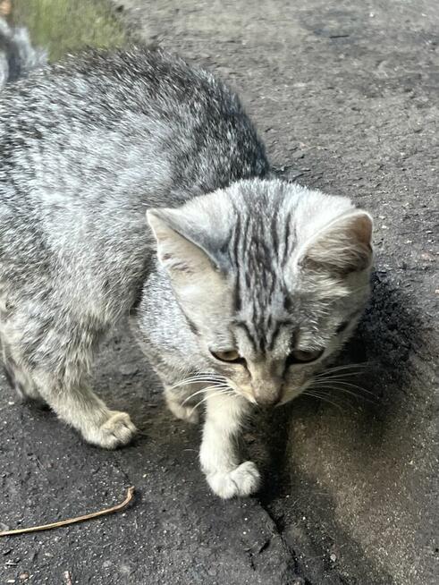 Oddam kotki w dobre ręce