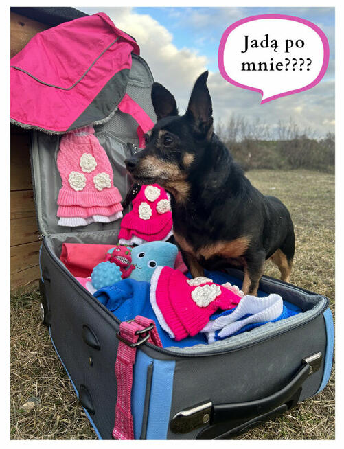 Merlinka - malutka tetryczka długa jak Jamnik