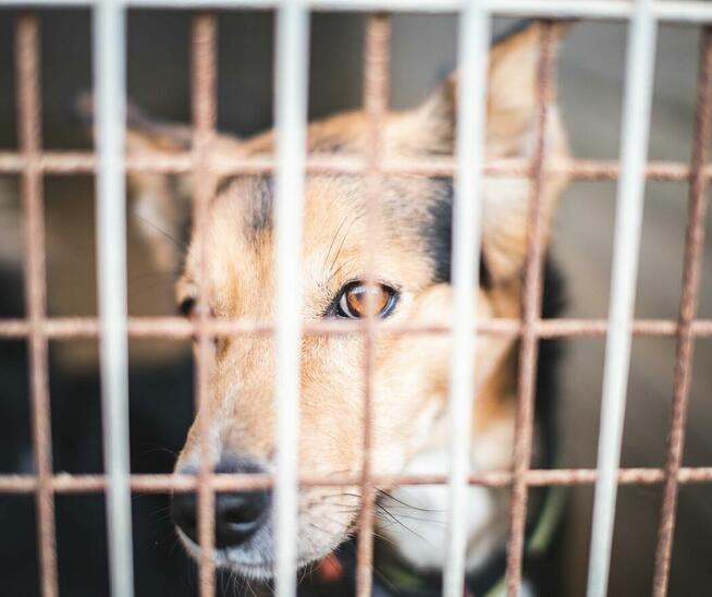 Okoń - odnajdzie się w kojcu na ogrodzie