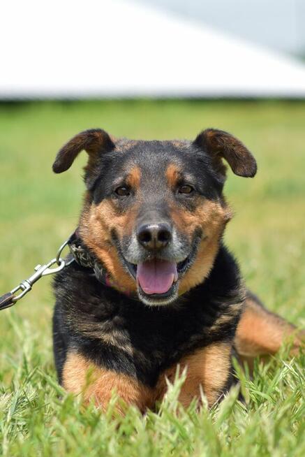 Martagon - lubi spacerować i chodzi przy nodze