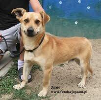 Zdziś - piaskowy kawaler