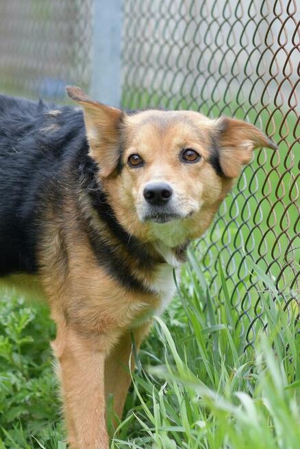 Okoń - odnajdzie się w kojcu na ogrodzie