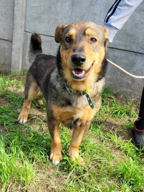 Spokojny, grzeczny ARCZI szuka domu !! Do adopcji !!