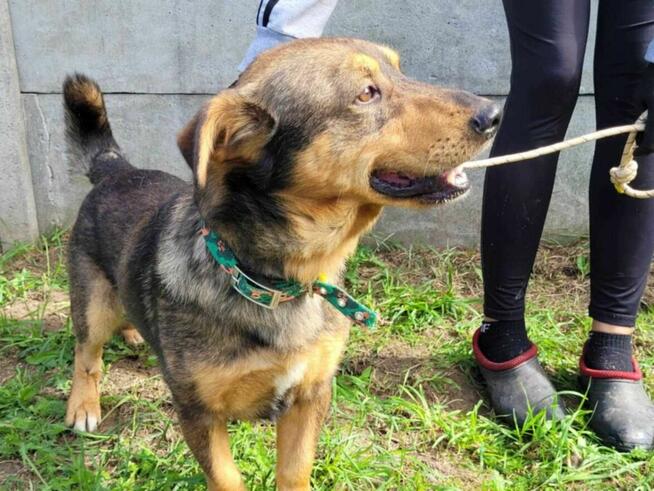 Spokojny, grzeczny ARCZI szuka domu !! Do adopcji !!