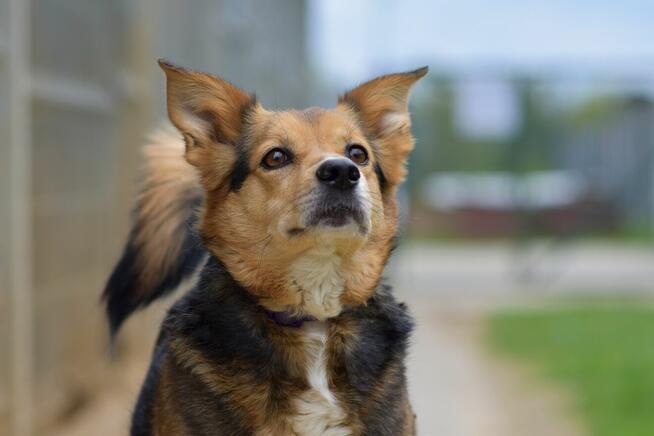 Okoń - odnajdzie się w kojcu na ogrodzie