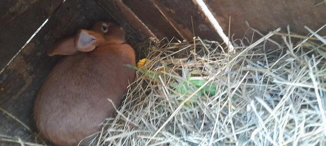 Królki mieszance mięsne