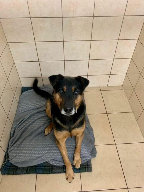 Martagon - lubi spacerować i chodzi przy nodze