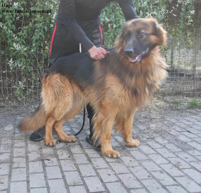 Hajs owczarek niemiecki