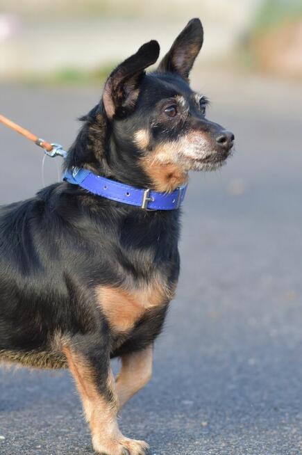 Merlinka - malutka tetryczka długa jak Jamnik