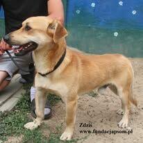 Zdziś - piaskowy kawaler