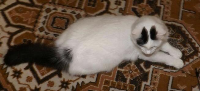 Kociaki słodsze od cukru