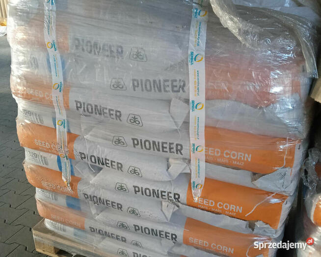 Nasiona kukurydzy Pioneer P8834 P89699 P8329 P8904 P9241 itd