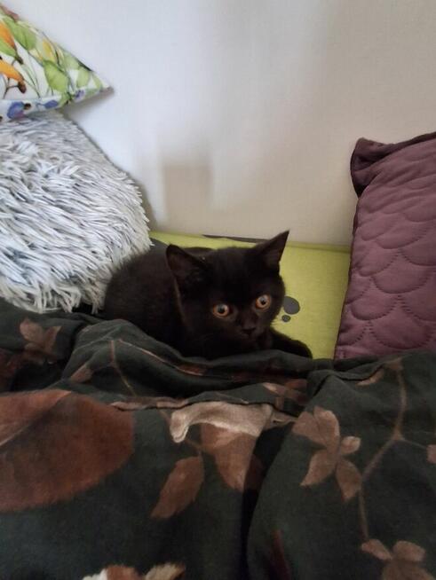 Kocurek brytyjski gotowy do odbioru krótko wlosy