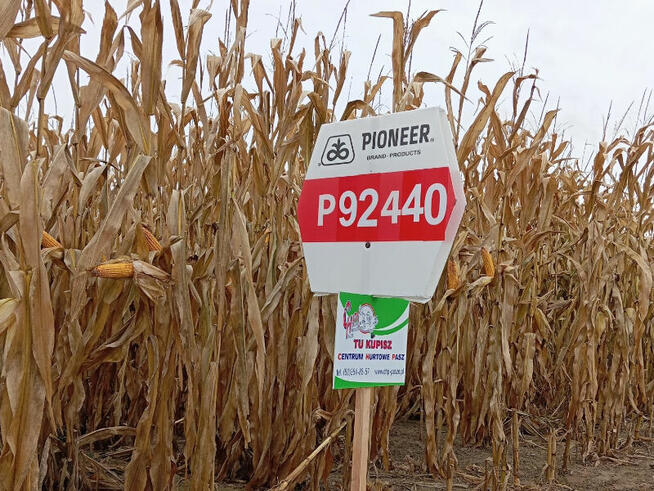 Nasiona kukurydzy Pioneer P8834 P89699 P8329 P8904 P9241 itd