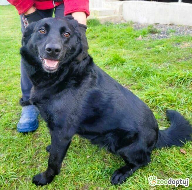 KALWIN - zwykły, czarny kundelek szuka najlepszego domu