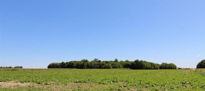 Działka ROLNA i las, 3.6507 ha, obręb Terebiń