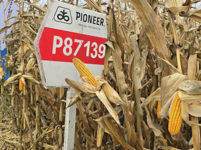 Nasiona kukurydzy Pioneer P8834 P89699 P8329 P8904 P9241 itd