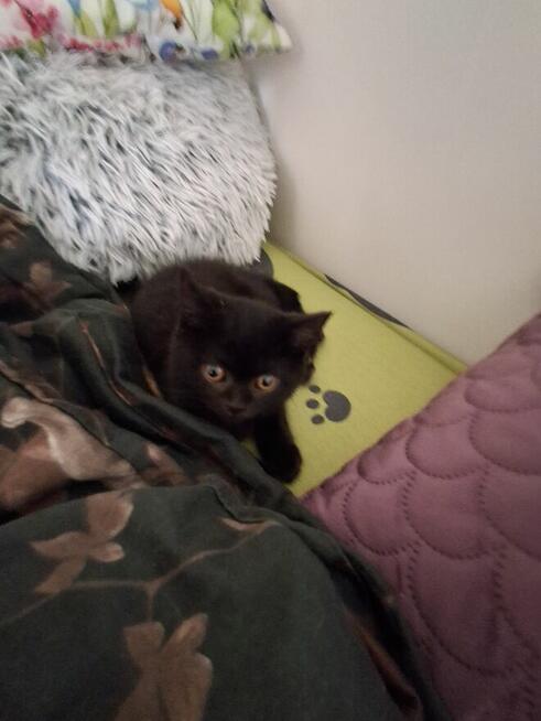 Kocurek brytyjski gotowy do odbioru krótko wlosy