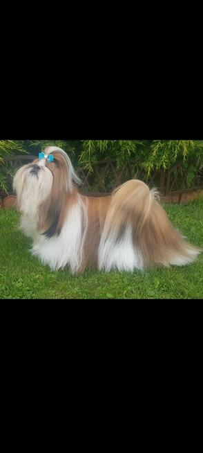 Sunia Shih Tzu