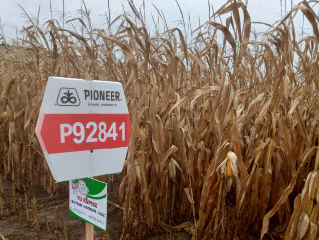 Nasiona kukurydzy Pioneer P8834 P89699 P8329 P8904 P9241 itd