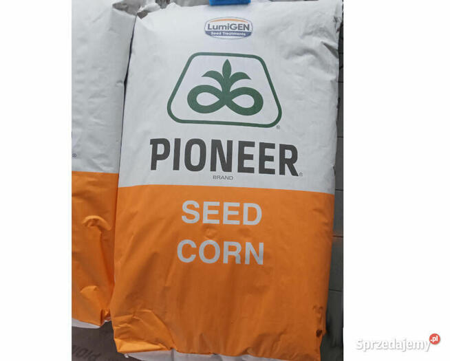 Nasiona kukurydzy Pioneer P8834 P89699 P8329 P8904 P9241 itd