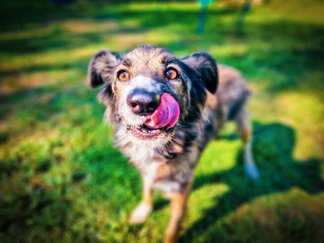 FALKO kto pokocha seniora?