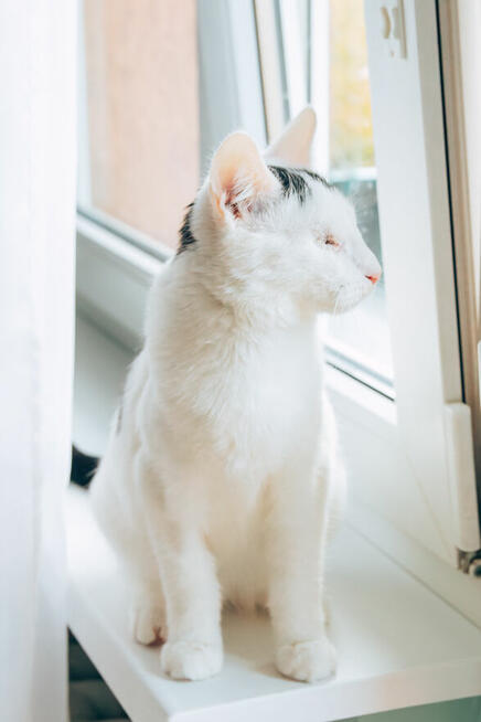 Niedowidzący Pershing szuka domu adopcja kot kociak do adopc