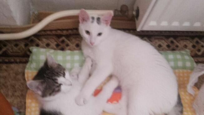 Kociaki słodsze od cukru