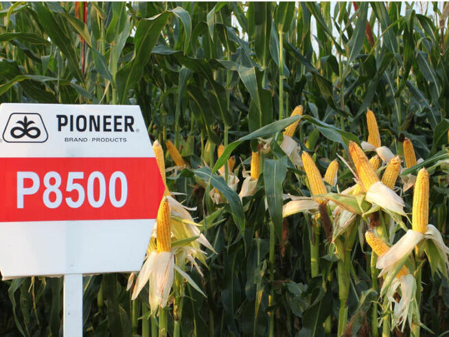 Nasiona kukurydzy Pioneer P8834 P89699 P8329 P8904 P9241 itd