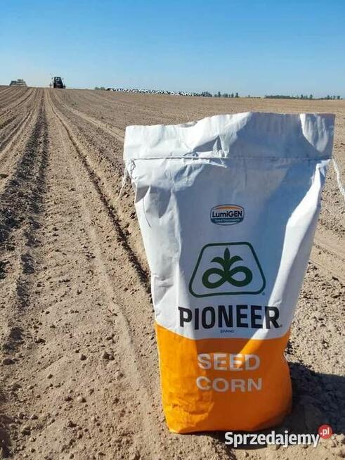 Nasiona kukurydzy Pioneer P8834 P89699 P8329 P8904 P9241 itd