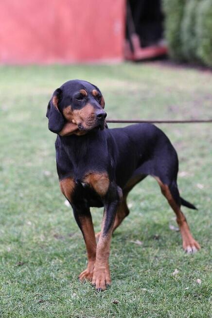 Lola gończy polski do pilnej adopcji!