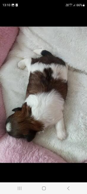 Sunia Shih Tzu