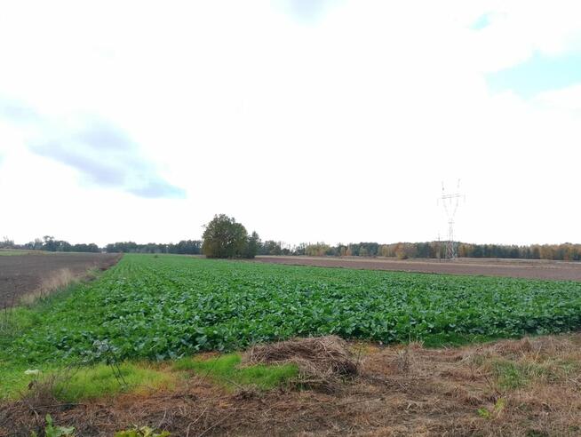 Sprzedam Nieruchomość 5,43 ha