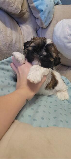 Sunia Shih Tzu