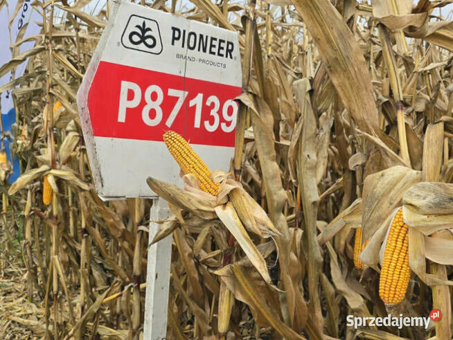 Nasiona kukurydzy Pioneer P8834 P89699 P8329 P8904 P9241 itd