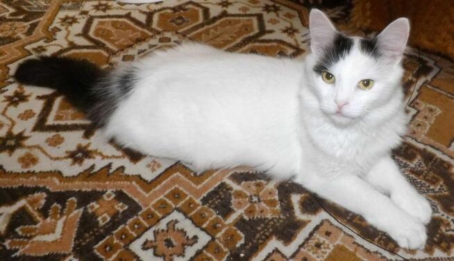 Kociaki słodsze od cukru