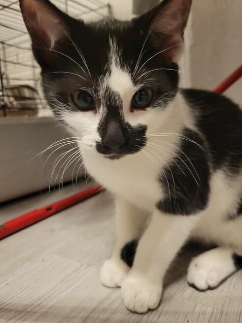 Oddam kotka w dobre ręce