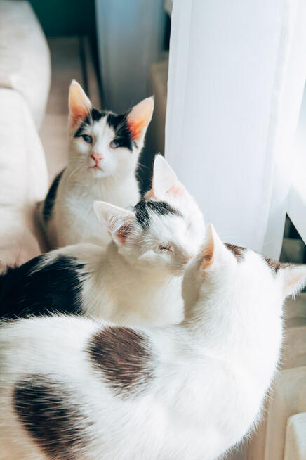 Niedowidzący Pershing szuka domu adopcja kot kociak do adopc