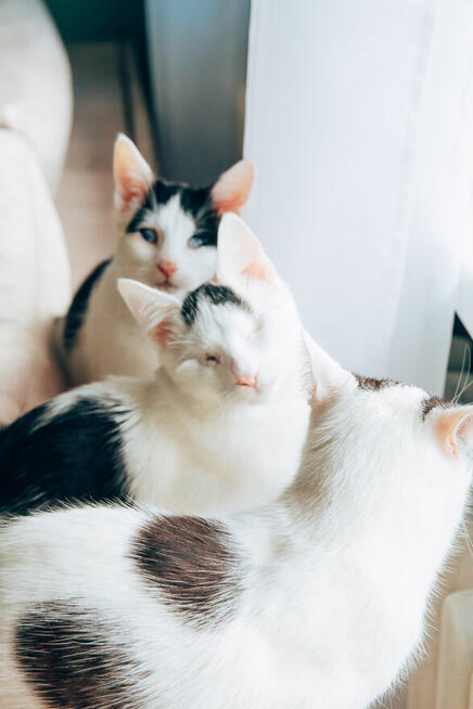 Niedowidzący Pershing szuka domu adopcja kot kociak do adopc