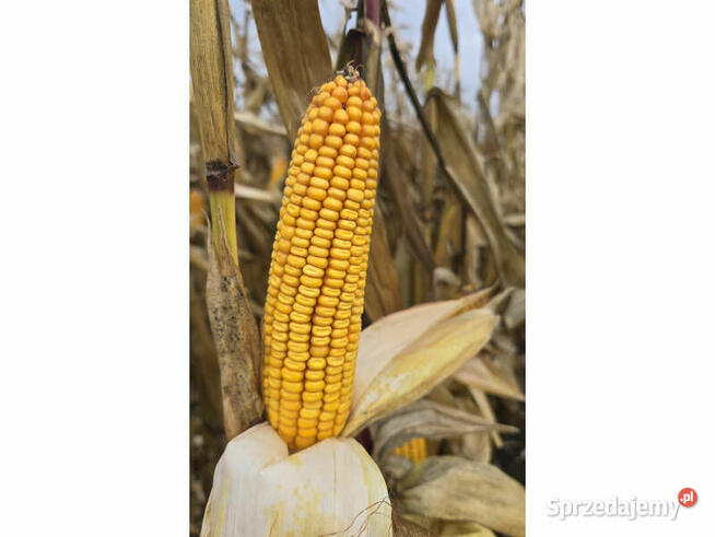 Nasiona kukurydzy Pioneer P8834 P89699 P8329 P8904 P9241 itd